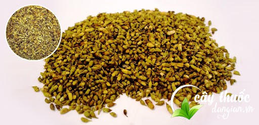 Nên mua trà hoa hòe ở đâu?